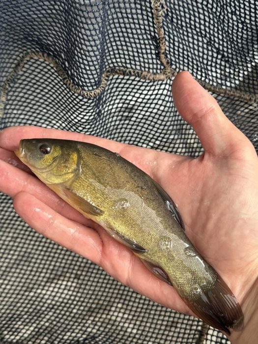 Karp karpie narybek do stawu ryby