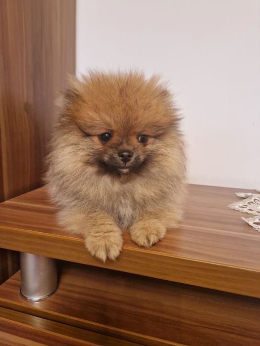 Красавчики шпицули