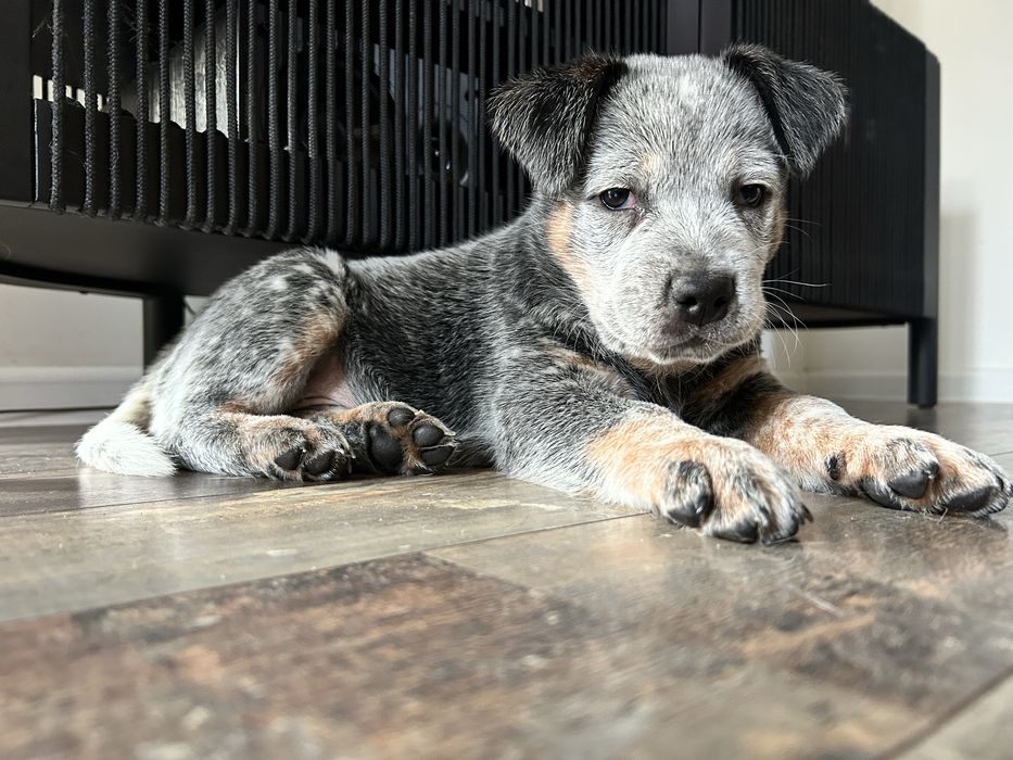 Australian Cattle Dog FCI / ZKwP Szczenię  Pies 9 tyg.