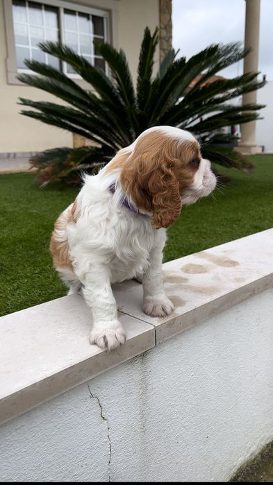 Cavalier king charle macho