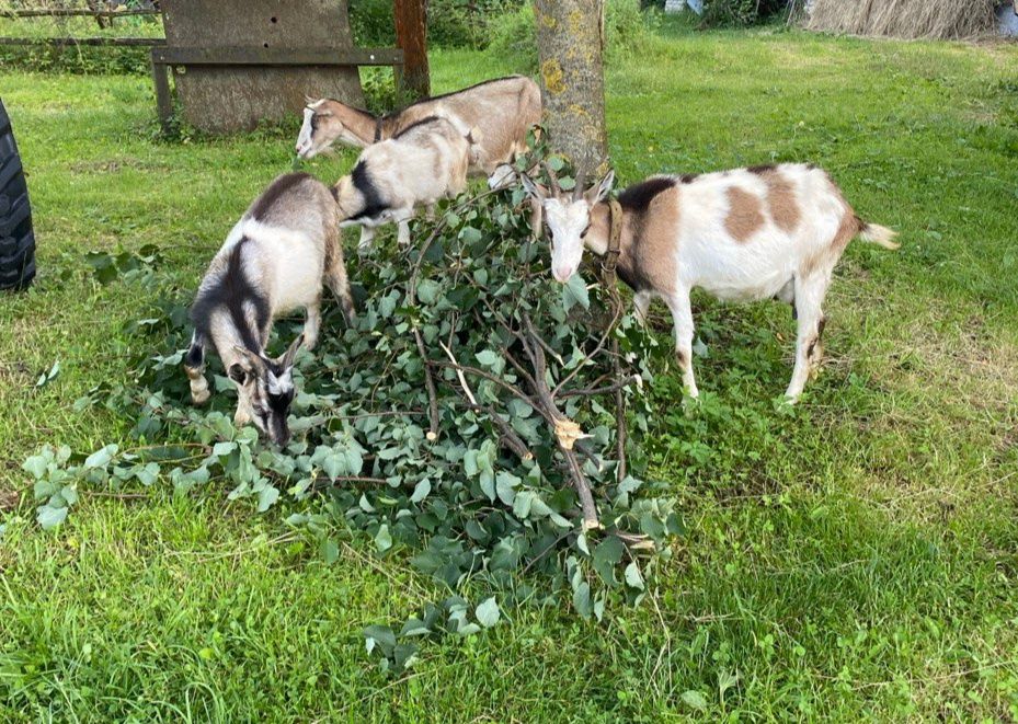 Продаються 2 кобили і 4 кози