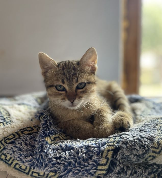 Котенок девочка