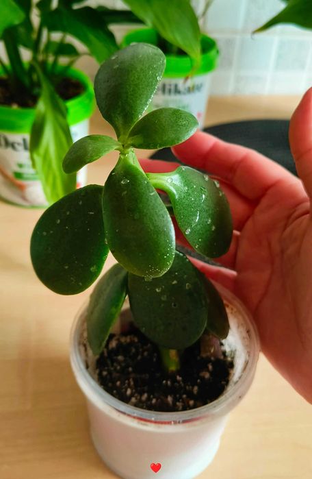 Skrzydłokwiat („kobiece szczęście”) – różne rozmiary