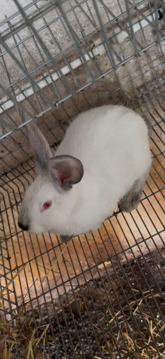 Vendo coelhos de raça pura california