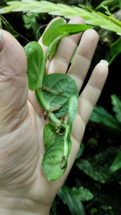 Рафідофора Rhaphidophora celatocaullis