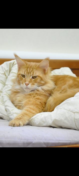 Котики мейн кунчики в Полтаві
