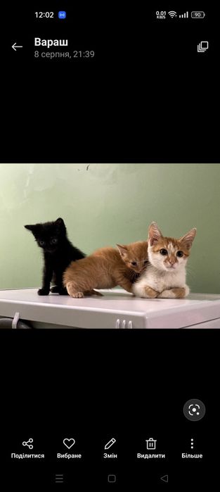 Маленькі кошенята в руки