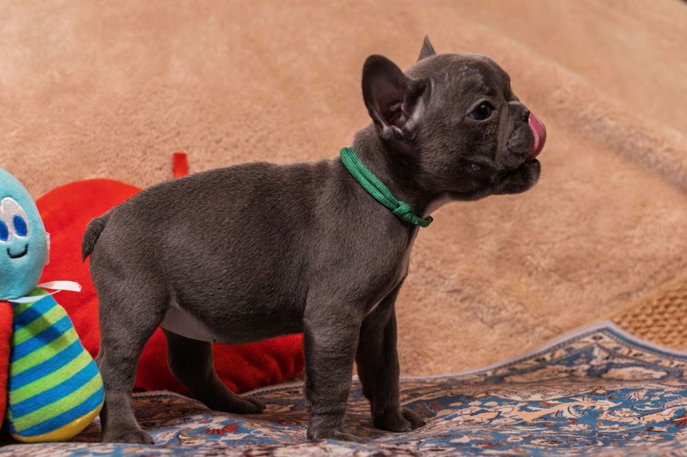 Buldog francuski szczeniak suczka niebieska blue