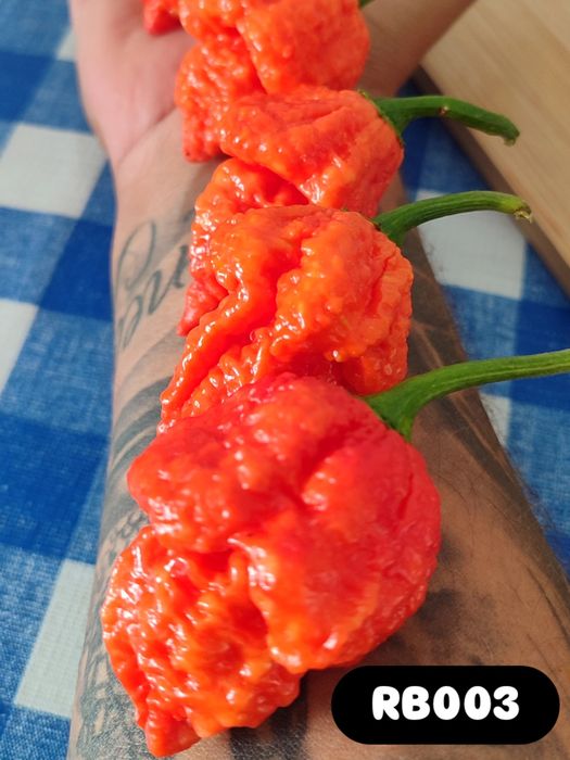 Carolina Reaper Amarela ,OFERTA Portes Envio