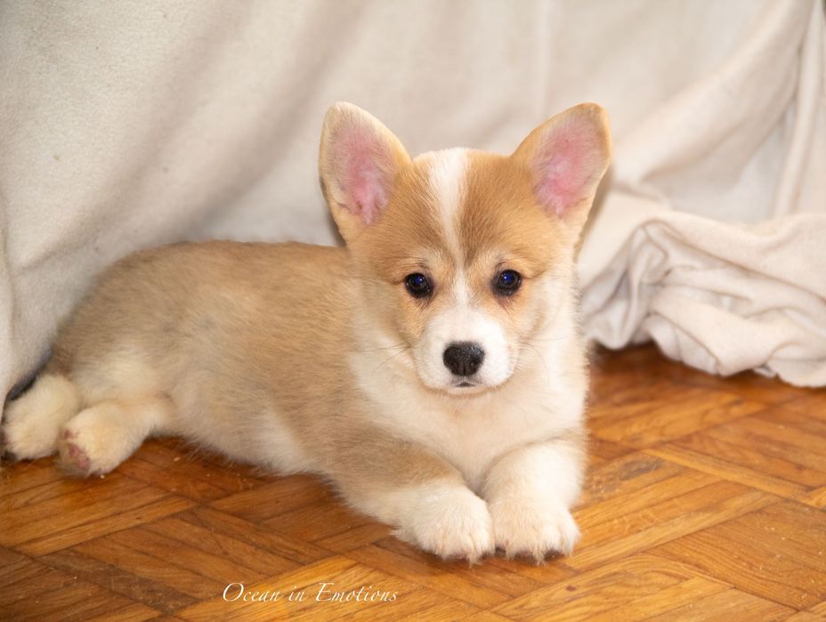 Welsh corgi FCI gen testing