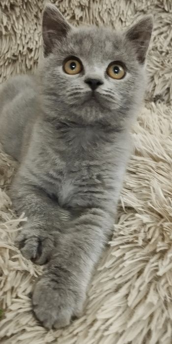 Шотландский скоттиш страйт мальчик