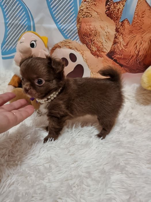 Chihuahua macho chocolate  miniatura de pêlo comprido com Pedigree