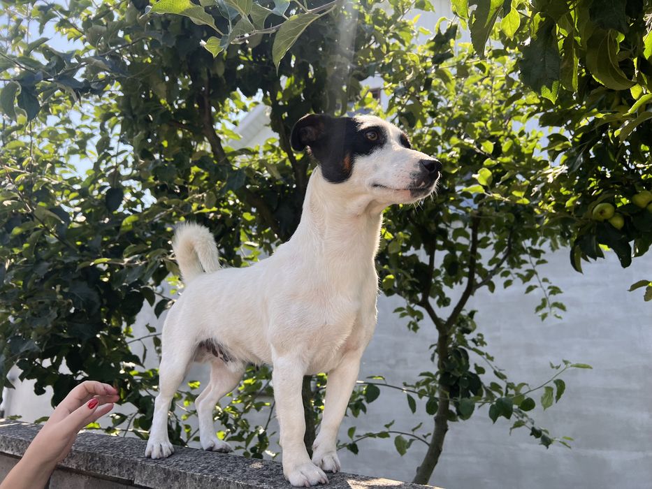 вʼязка джек рассел вязка расел хлопчик