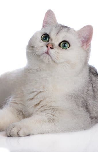Кошеня, британське, ідеальний подарунок