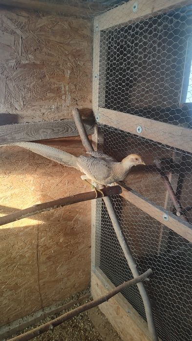 Bażant samce bananowe  bażanty