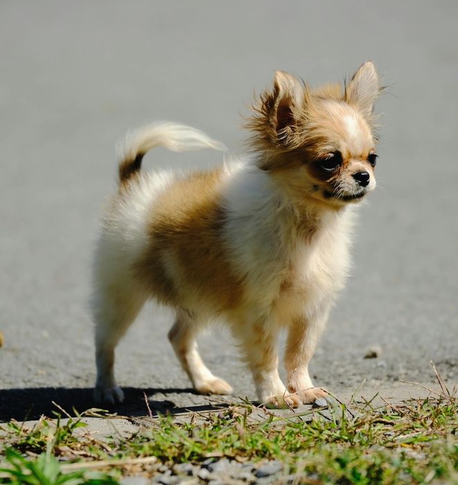 Chihuahua piesek maleńki.