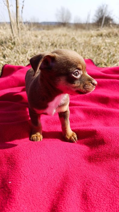 Хлопчик чіхуашка