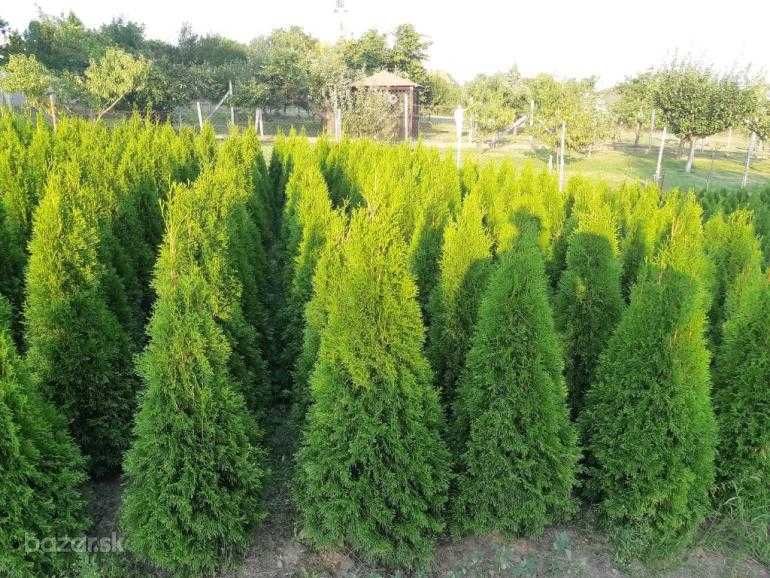 Tuja szmaragd brabant 4 zł 60 cm ,  w doniczckach