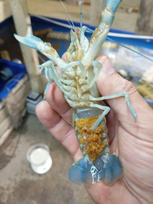 Австралійський рак