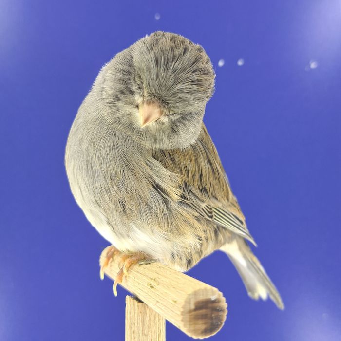 Kanarek, samczyk 22 - sprzedam, Wrocław