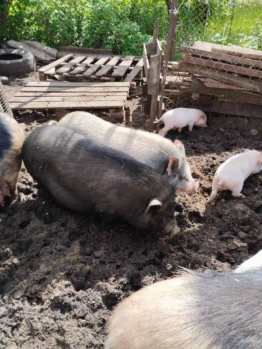 Поросята есть свинки и кабанчики