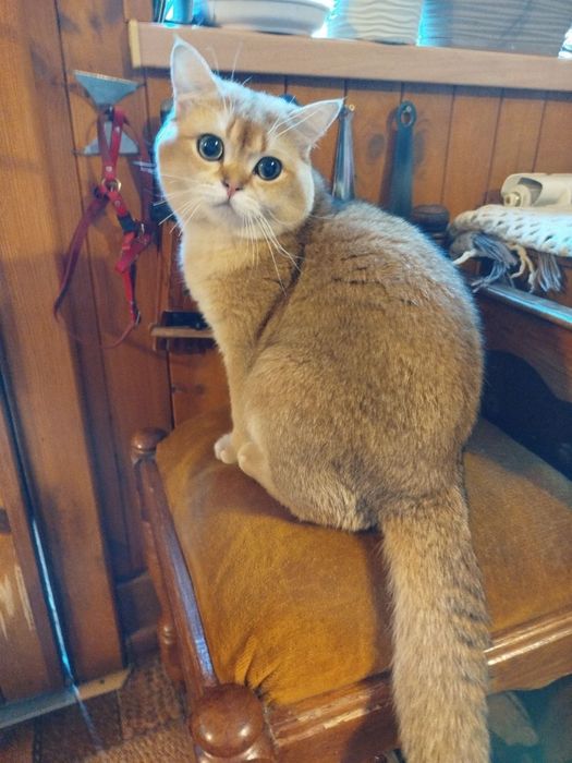 Шотландские котятя
