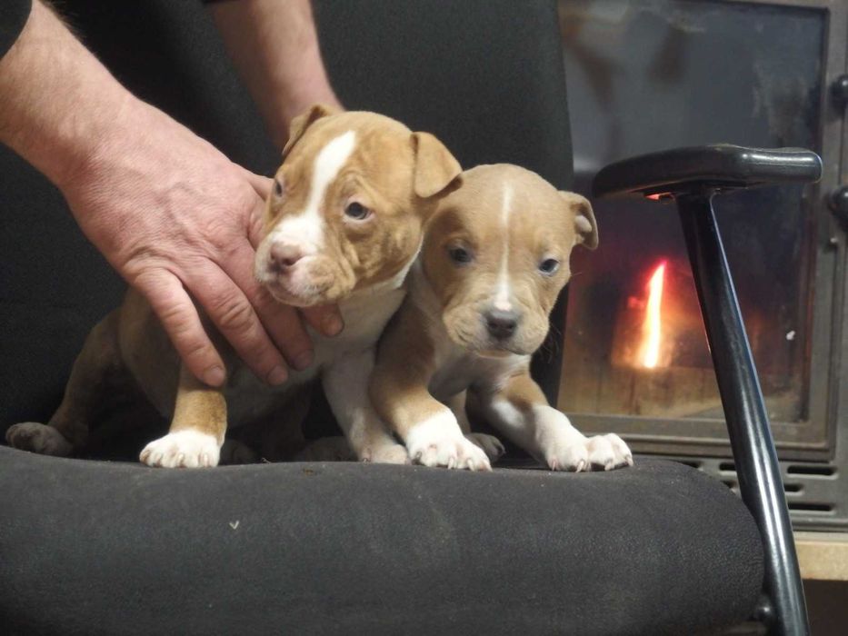 American Staffordshire Terrier Amstaff Suka