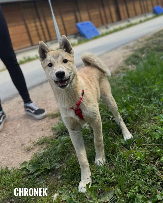 4 miesięczny, w typie husky, adopcja za darmo oddam
