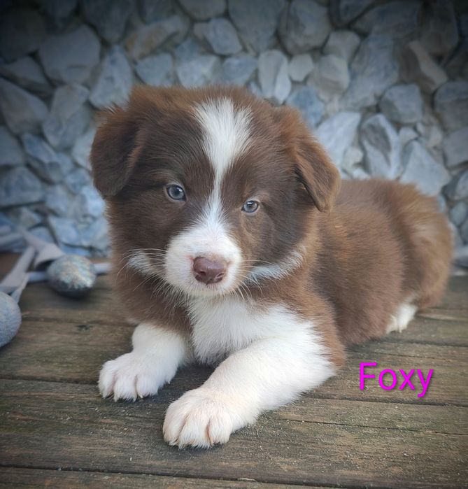 Border collie suczka czekoladowo biała przebadani rodzice