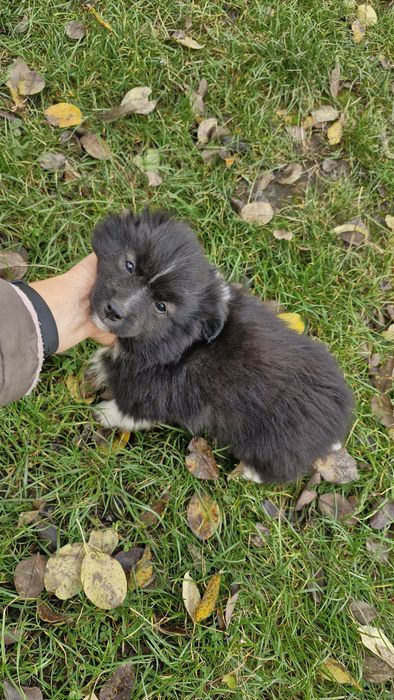 Віддам цуциків у добрі руки