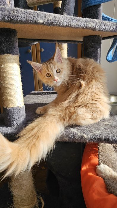 Кошечка породы мейн-кун кремового окраса еd-22