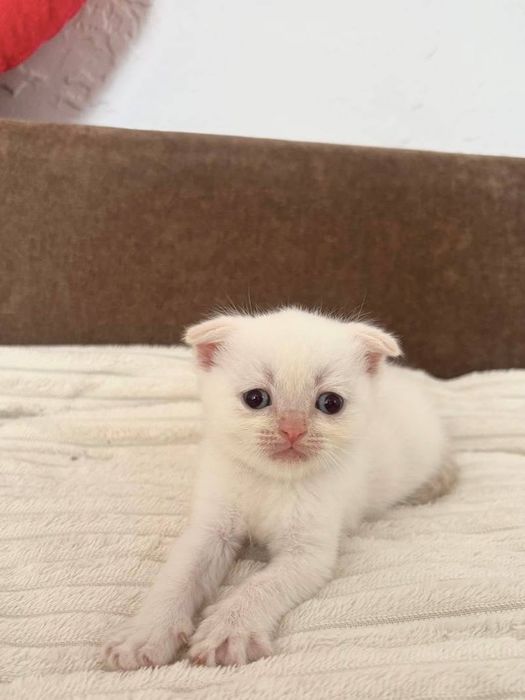 Шотландські котята