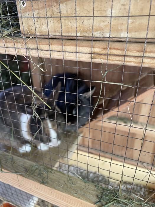 Продам двух декоративных кроликов с клеткой