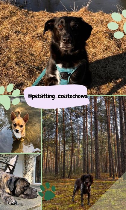 Opieka nad psem PETSITTING Domowy hotel