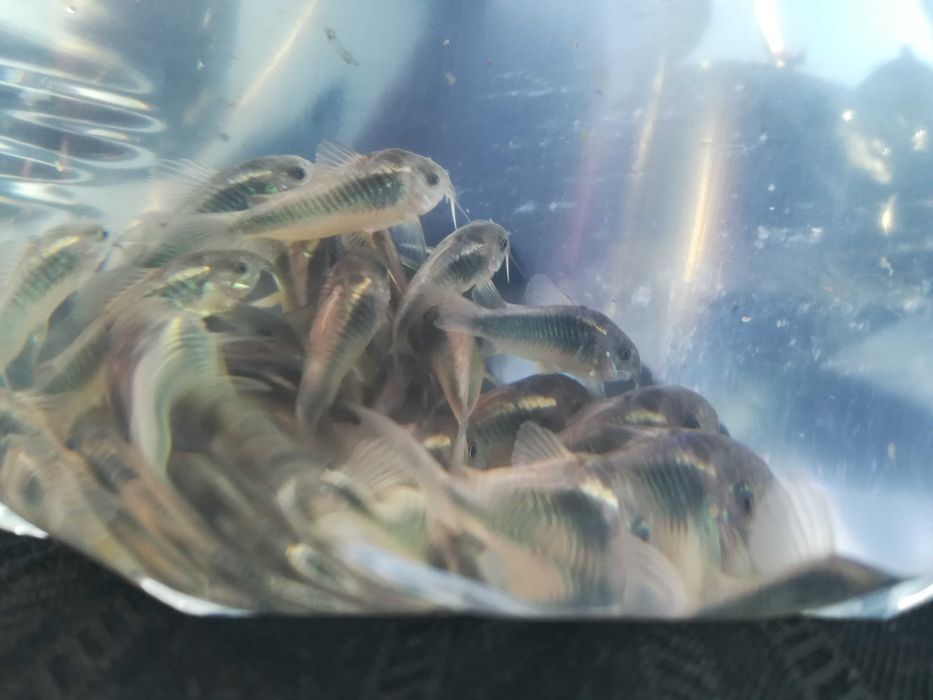 kiryski ( pstry, złoty, spiżowy)