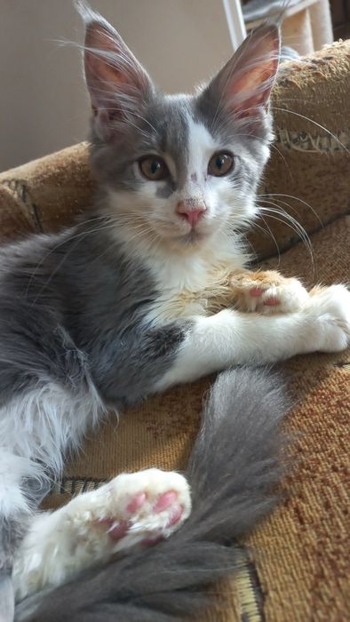 Kocurek Maine Coon