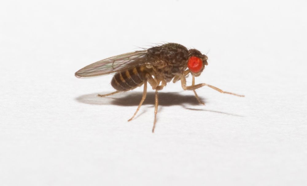Pokarm, drosophila hydei nieloty muszki owocówki nieloty dla jaszczurka gekon pająk modliszka skakun