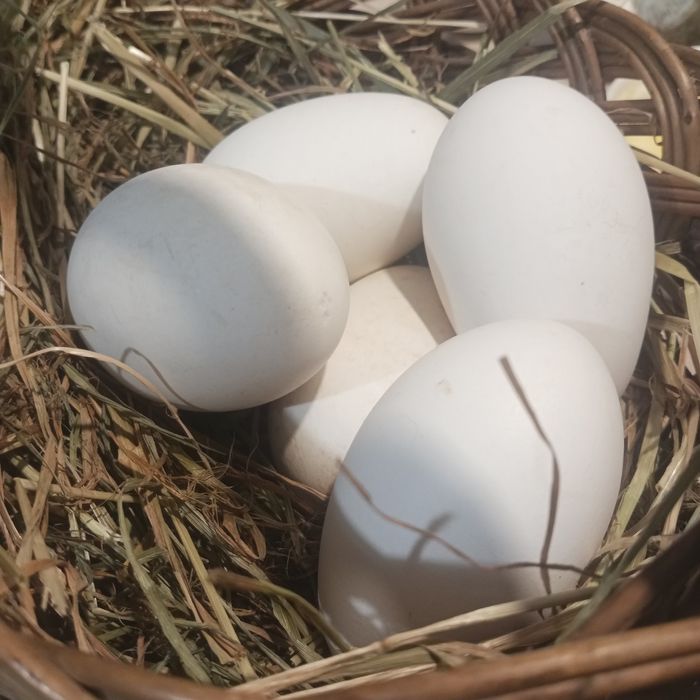 Jaja gęsie świeże