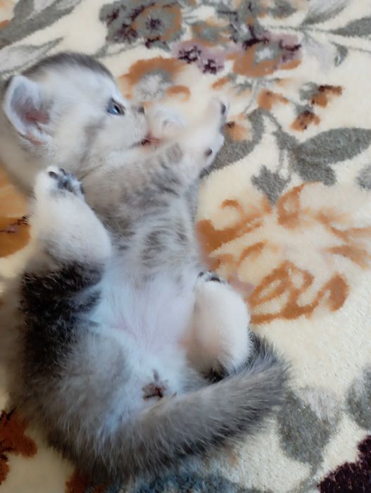 Шотландське кошеня