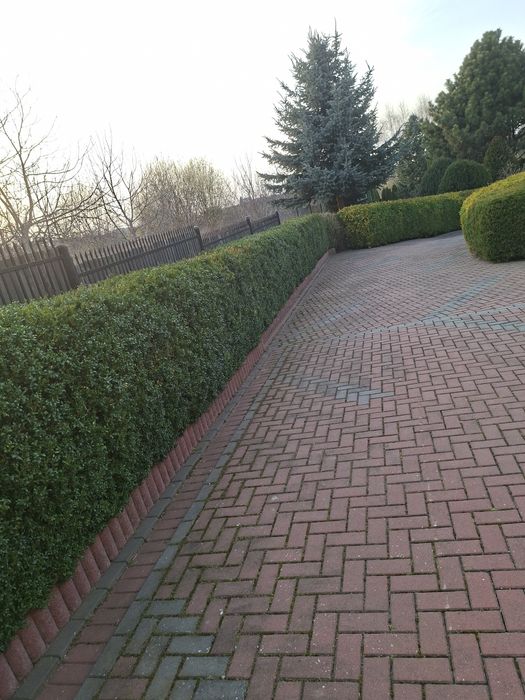 Usługi ogrodnicze i porządkowe
