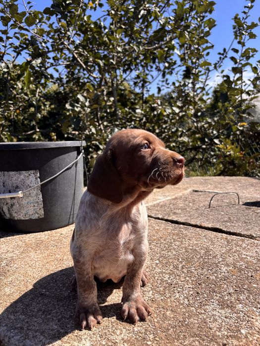 Cadela bebé para adocão (braco alemão/pointer)