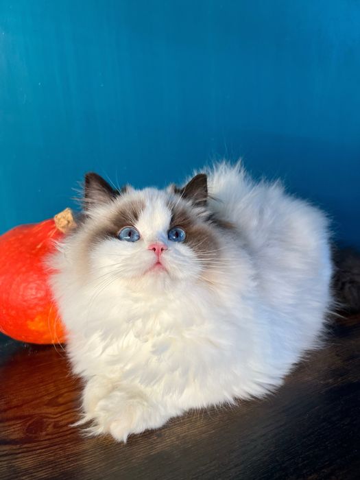 Margaret -niezwykłej urody kotka Ragdoll show-pet FPL kocięta koteczka