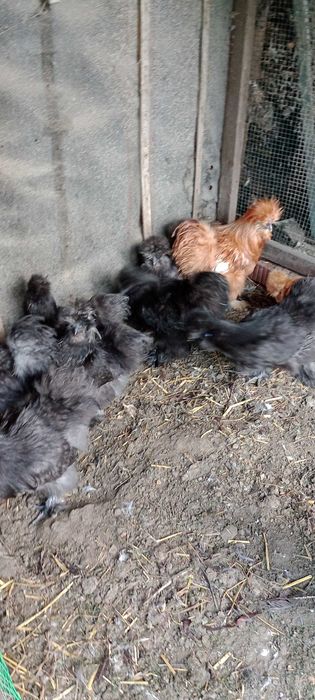 Kura kogut silka silki kura jedwabista