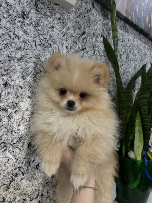 Померанский шпиц