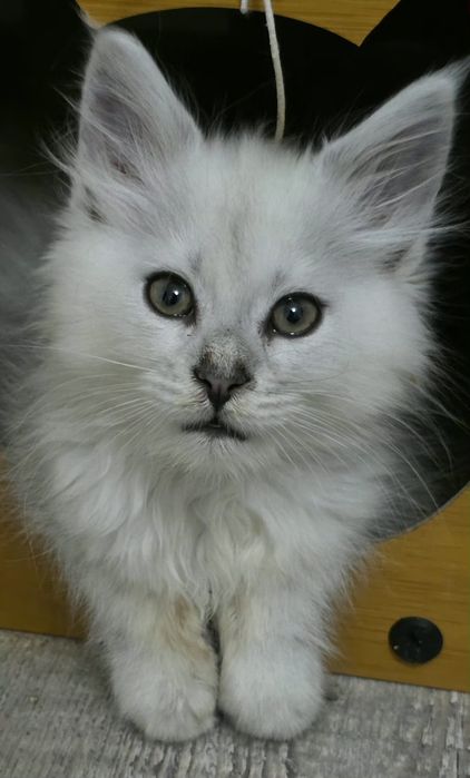 Kocurek Mainecoon Silver Shaded