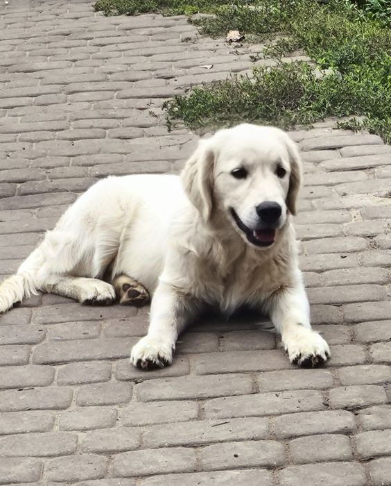 Golden retriever FCI ZKwP suczka 6 m-cy