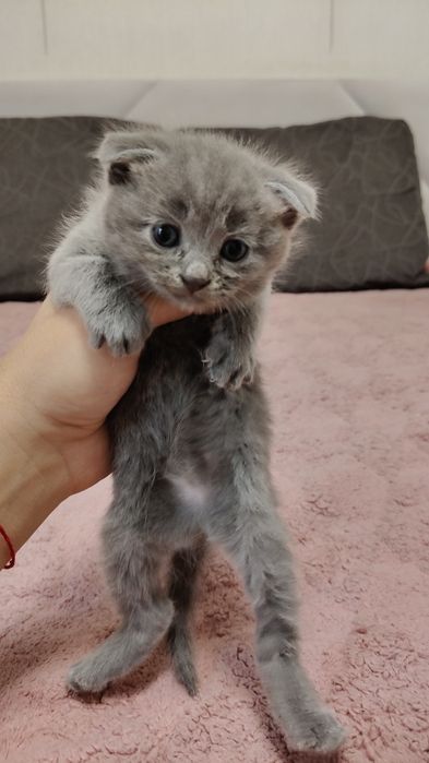 Вислоухие котята
