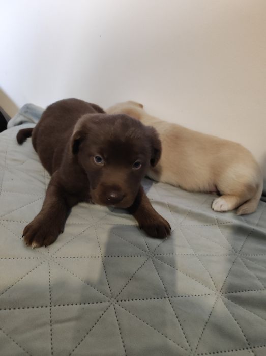 Labrador retriever słodziaki