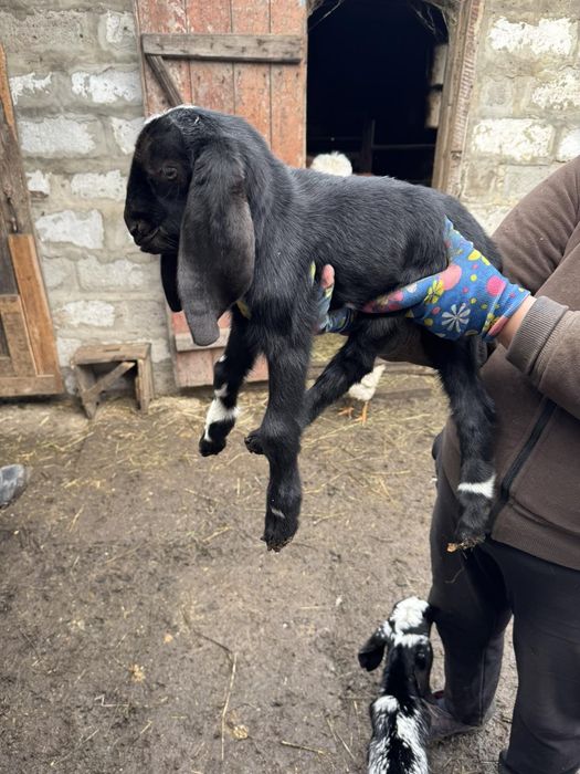 Продам  козенят % каморі