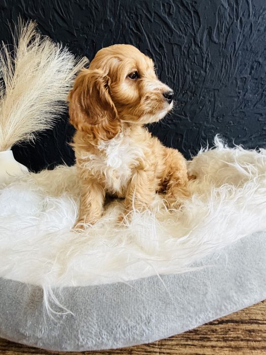 Cockapoo- cocker spaniel - pudel